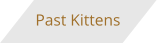 Past Kittens